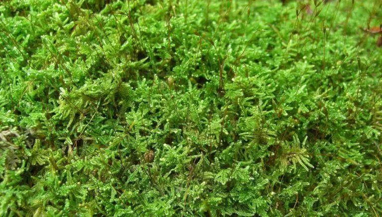 Sheet-moss-flowers-768x437.jpg