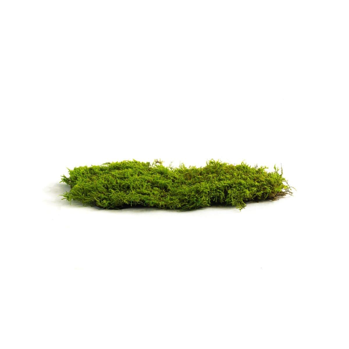 Sheet20Moss20Light20Green20CH20Bunch201-scaled-1-1200x1200.jpg