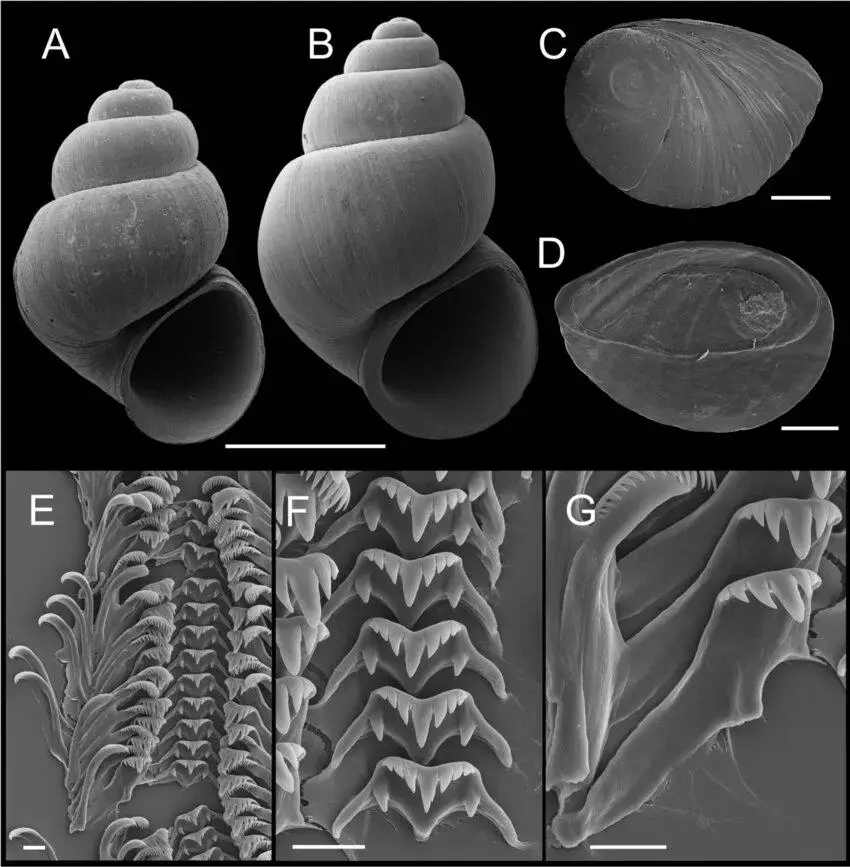 Shells-opercula-and-radula-P-ojaiensis-sp-n-A-Holotype-SBMNH-74347-B-C-Opercula.png