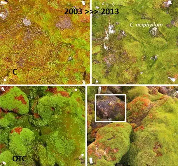 Shifts-in-the-moss-community-on-Signy-Island-between-2003-and-2013-The-top-photograph.jpg