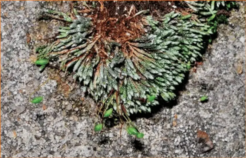 Silvergreen-bryum-moss-Bryum-argenteum-It-is-abundant-in-Center-City-and-thrives-in.png