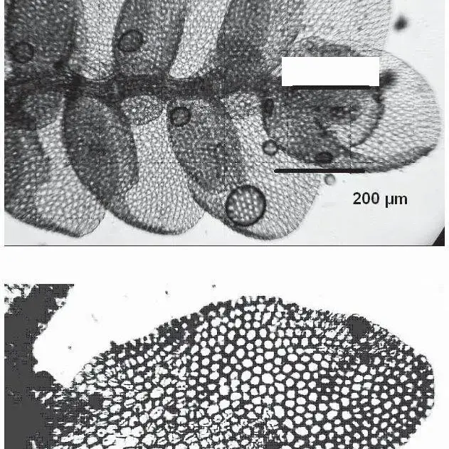 Siphonolejeunea-schiffneri-Steph-in-Schiffn-Herz-from-Australia-Microphoto-made_Q640.jpg