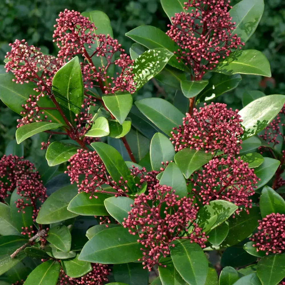 Skimmia-Japonica-'Rubella'-Fix.png