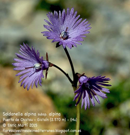 Soldanella%2Balpina%2Bsubsp%2Balpina2.JPG