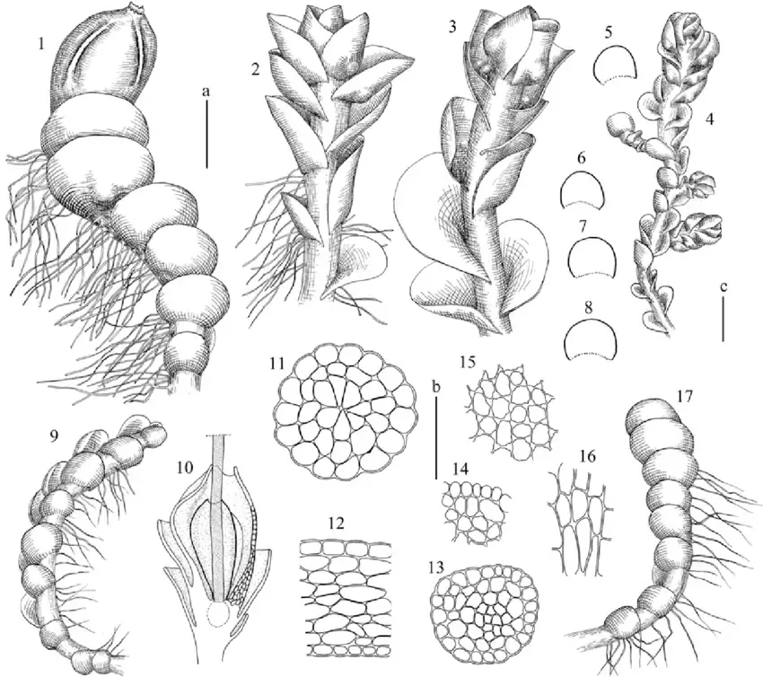 Solenostoma-pusillum-CEO-Jensen-Steph-1-branch-with-perianth-and-androecia-2-4.png