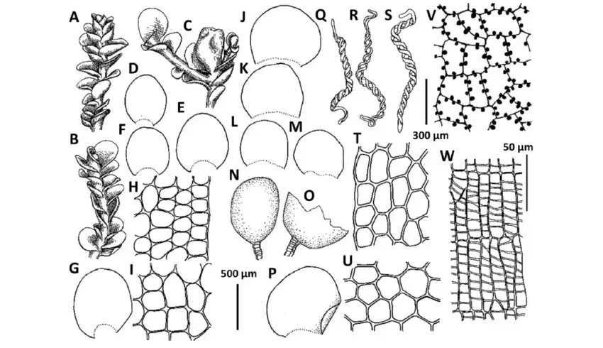 Solenostoma-pyriflorum-Steph-A-I-A-Male-branch-B-Sterile-branch-C-Female-branch.png