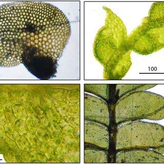 Some-bryophytes-from-new-localities-A-and-B-Cololejeunea-stylosa-Steph-from-Pocs_Q320.jpg