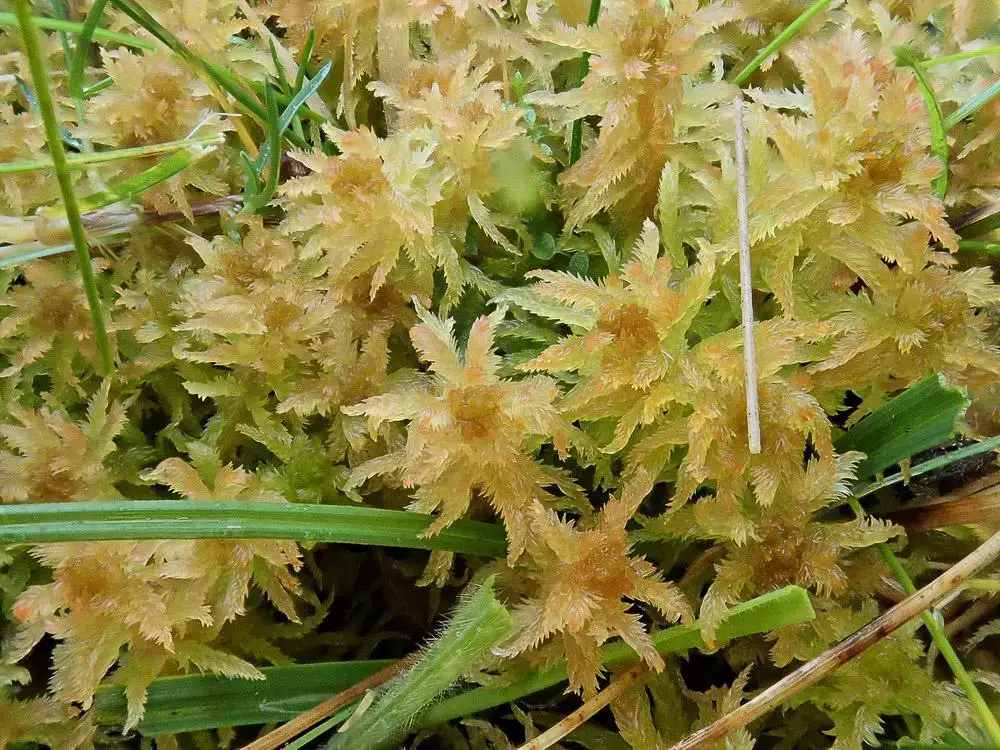 Spahgnum-contortum_Weir-Water.jpg