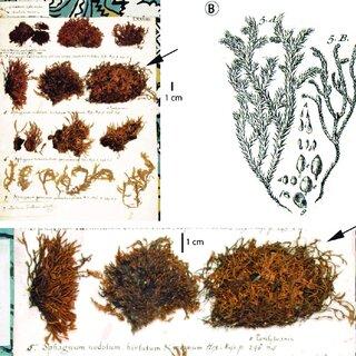 Specimen-of-Hedwigia-filiformis-Michx-P-Beauv-in-the-Dillenius-herbarium-sheet_Q320.jpg