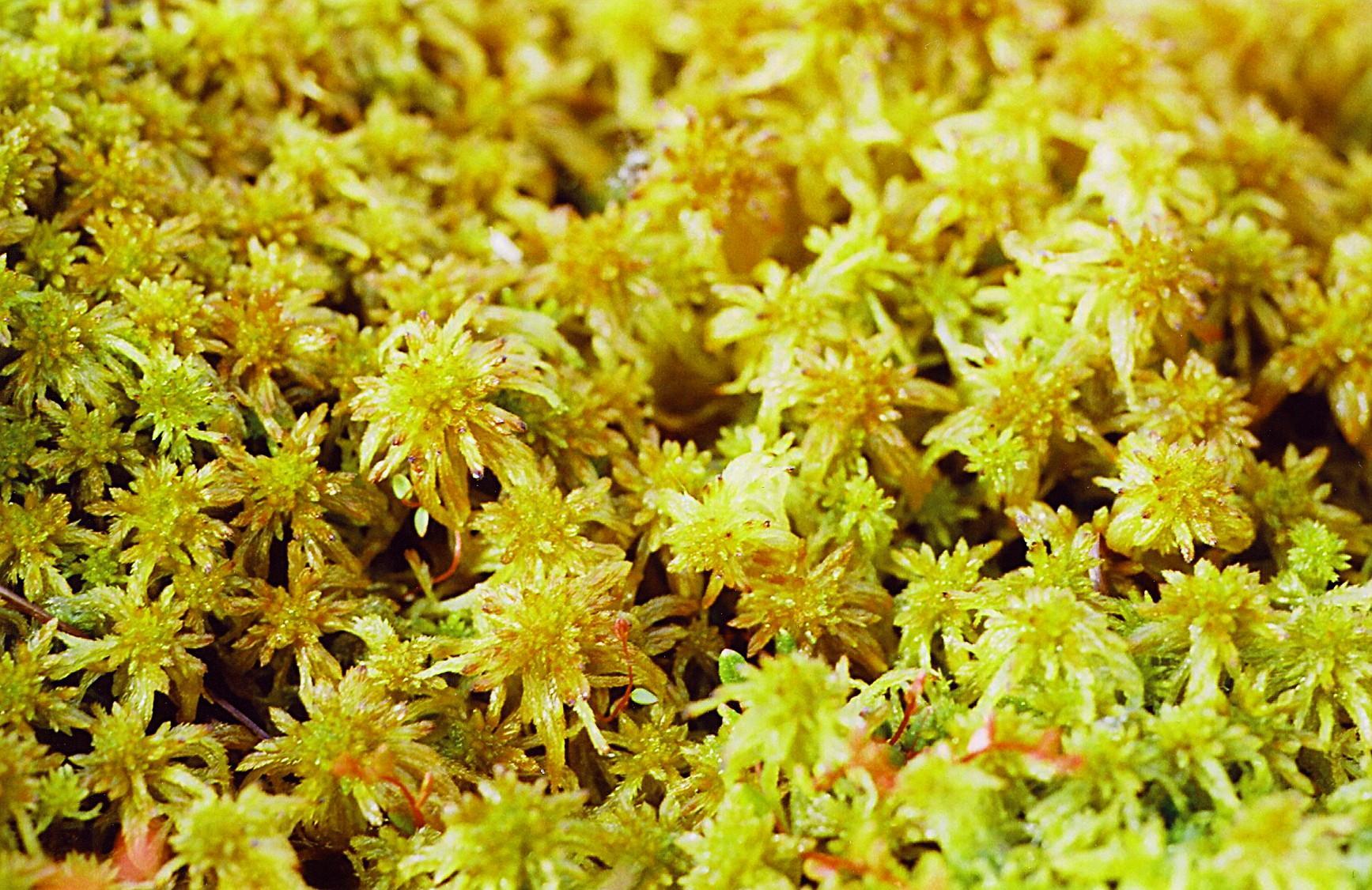 Sphagnum.jpg