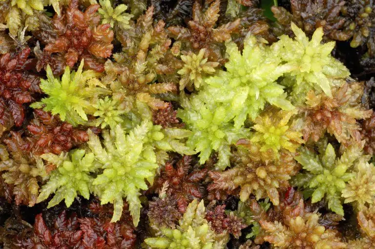 Sphagnum-Lorne-Gill-SNH-768x510.jpg