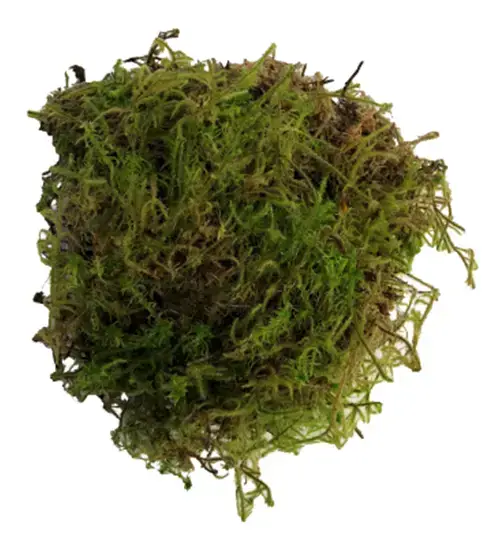 Sphagnum-Moss_495x539.png