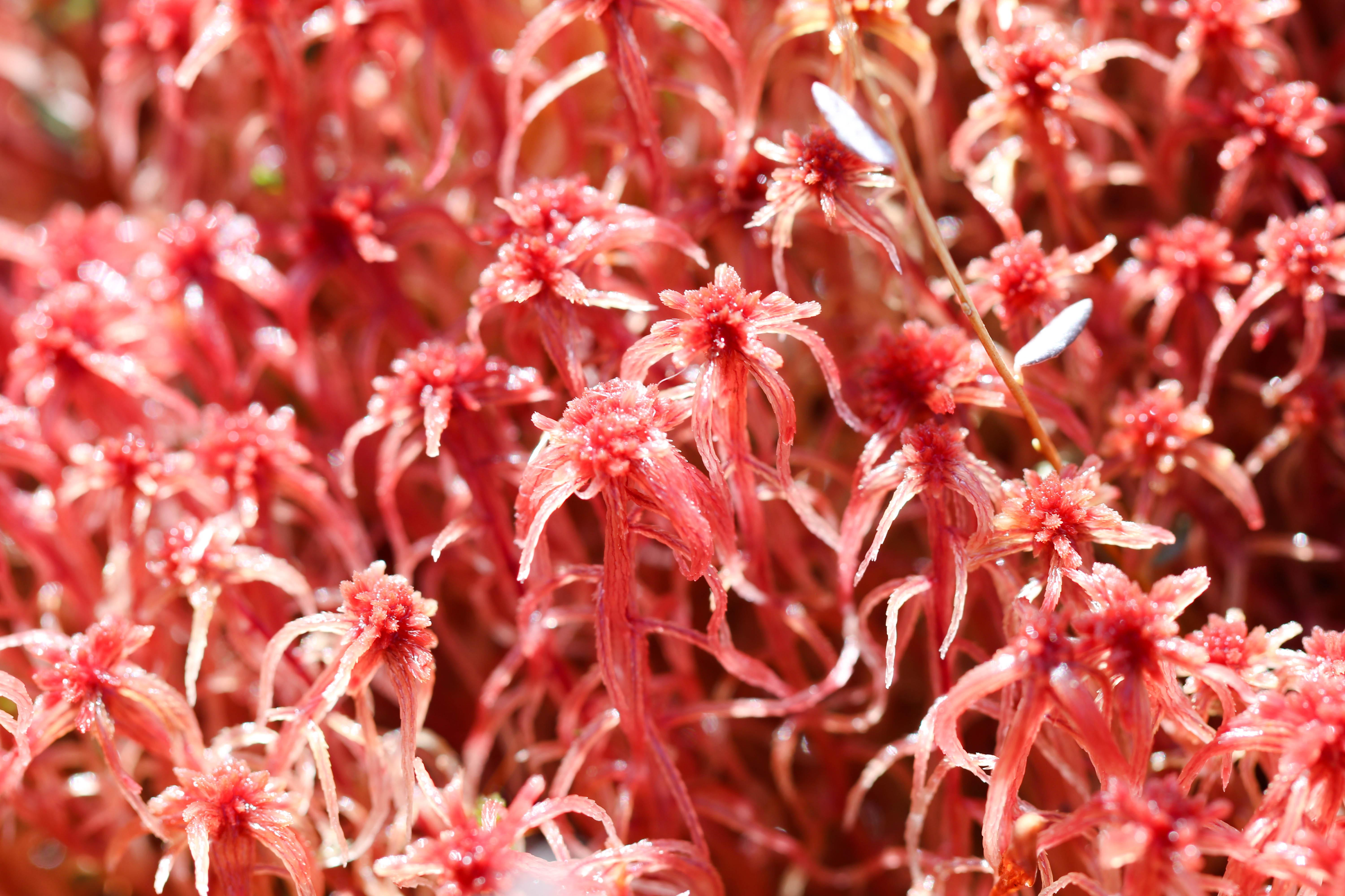 Sphagnum-Sphagnaceae-Sphagnum-moss-McLean-Bog-McLean-NY-March-31-2018-2-of-4.jpg