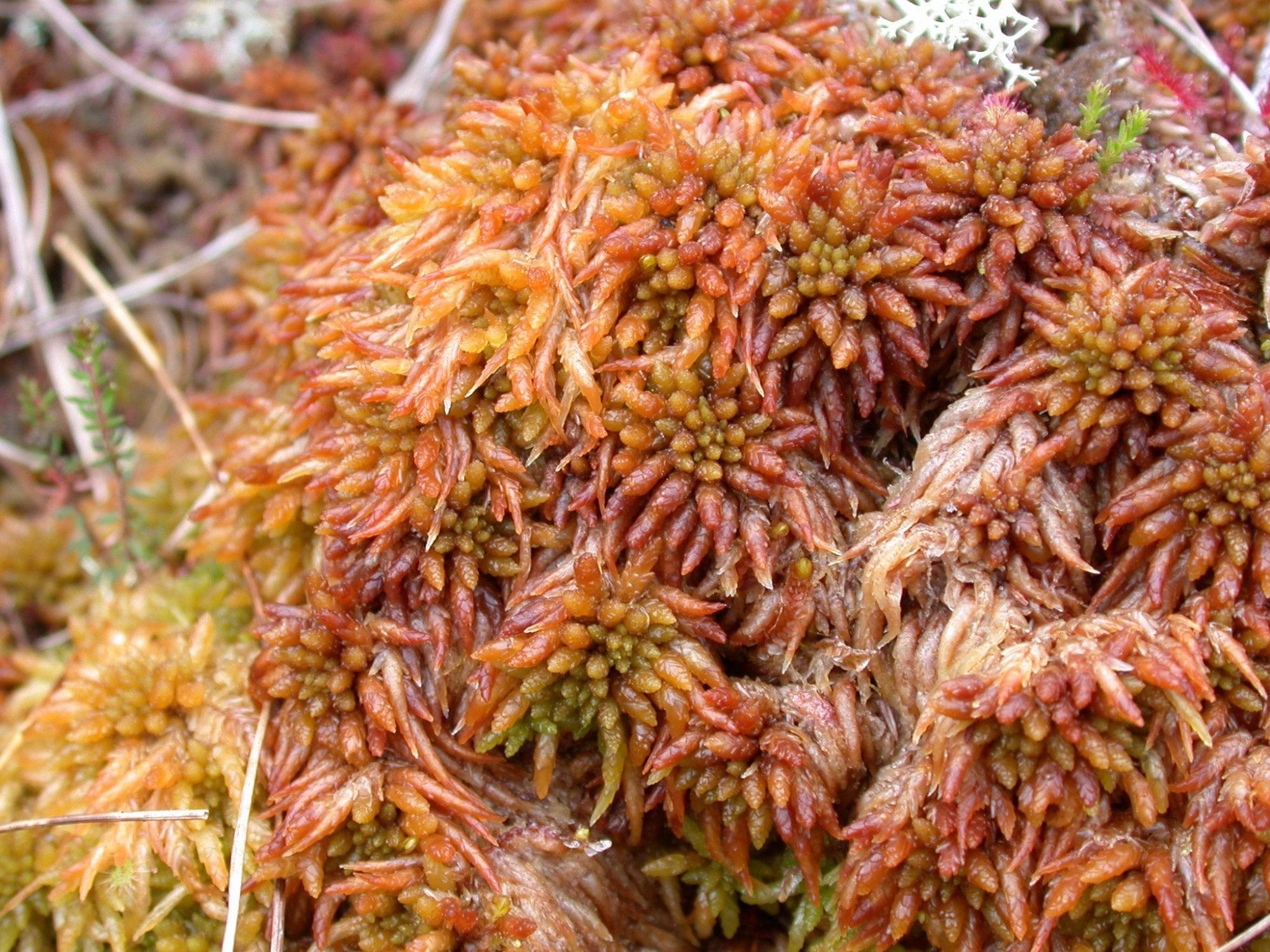 Sphagnum-austinii-1-Affric-2006_v1.jpg