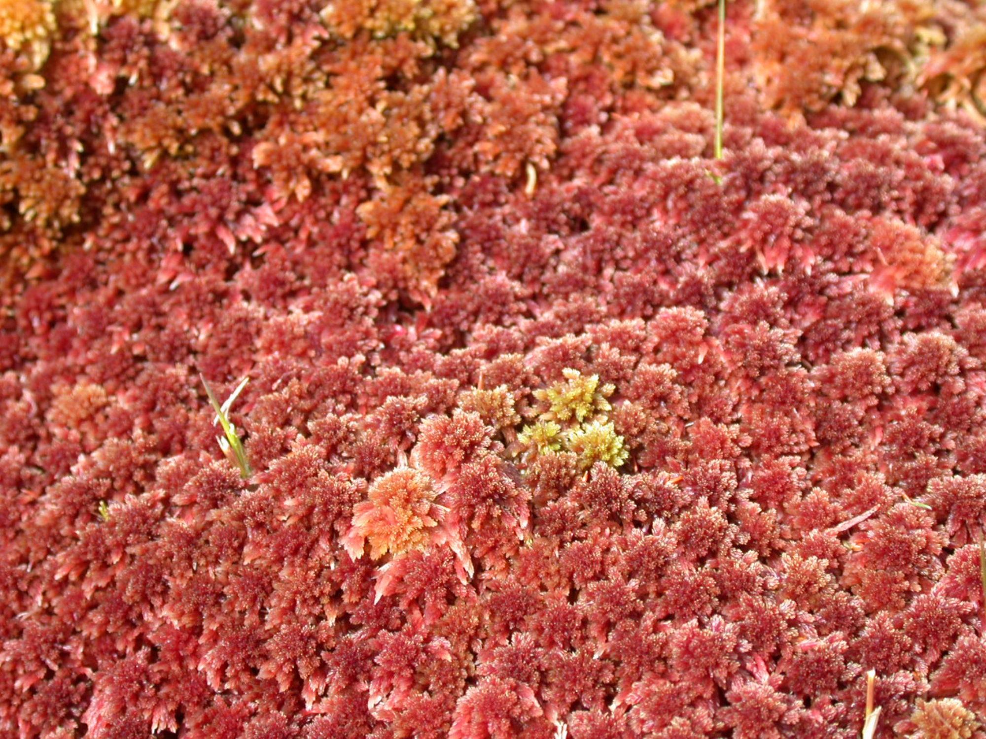 Sphagnum-capillifolium-Glenmassan-2003_v1.jpg