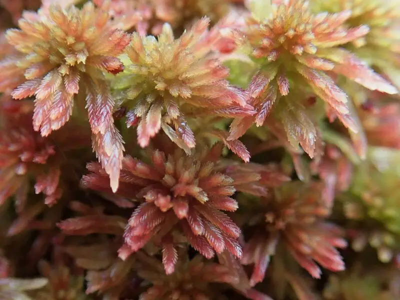 Sphagnum-capillifolium-rubellum-1020-800x600.jpg