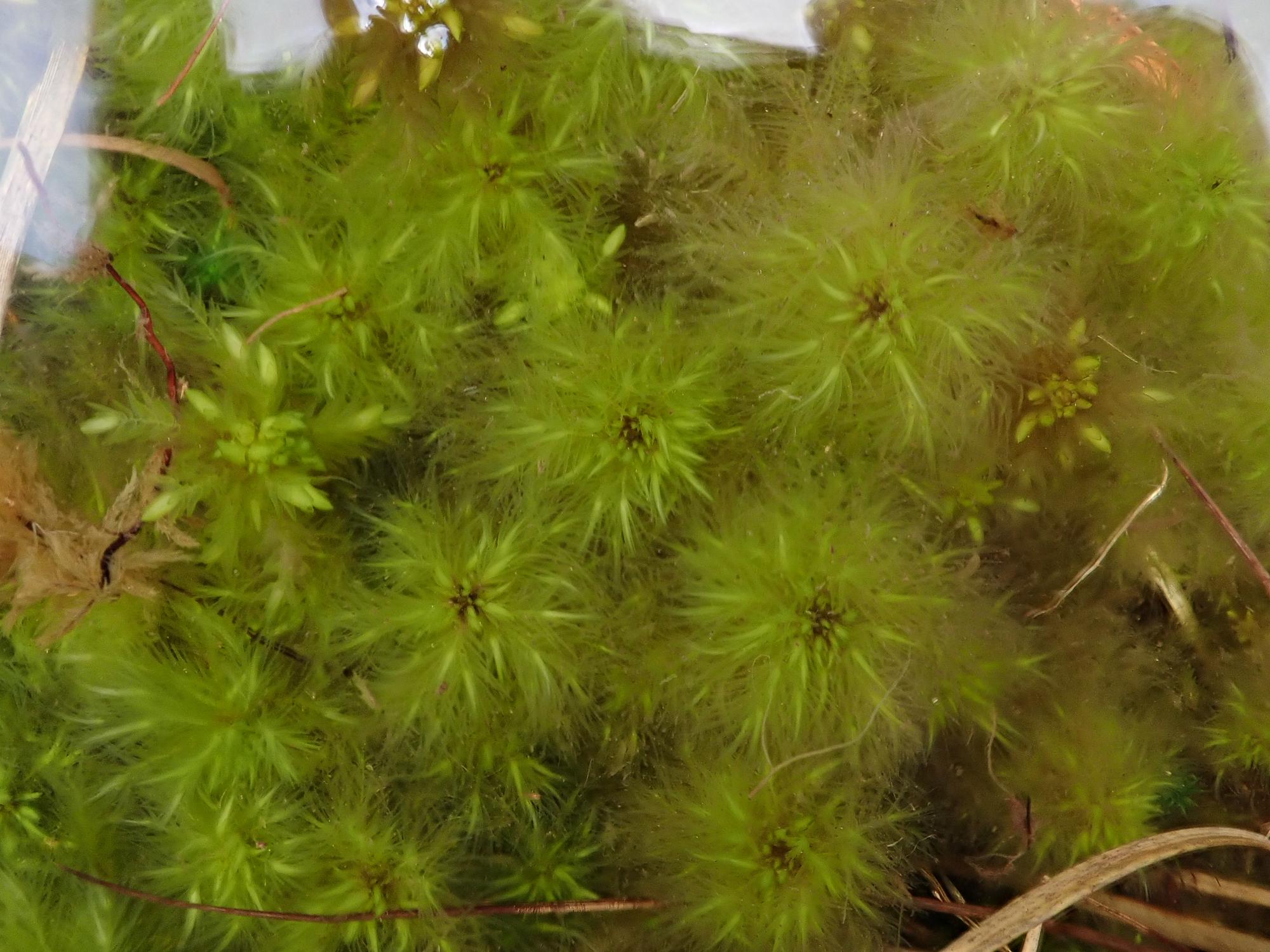 Sphagnum-cuspidatum.jpg