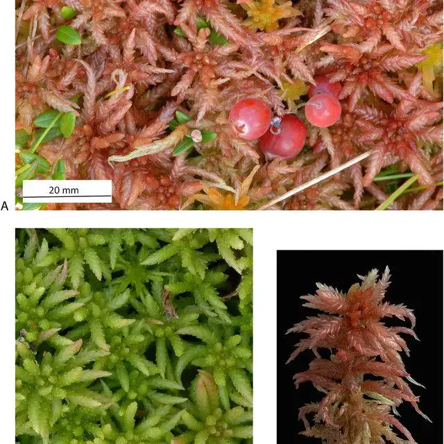 Sphagnum-divinum-Flatberg-Hassel-A-Holotype-specimen-photo-TRH-B-39078-together_Q640.jpg