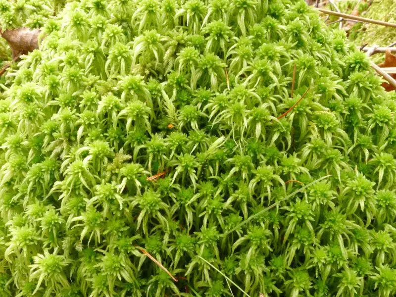 Sphagnum-fimbriatum-0416-800x600.jpg