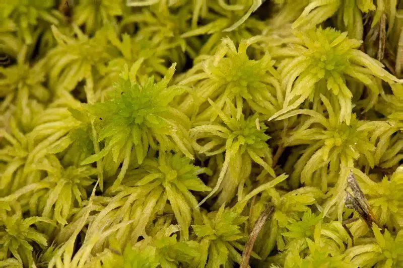 Sphagnum-fimbriatum-800x533.jpg