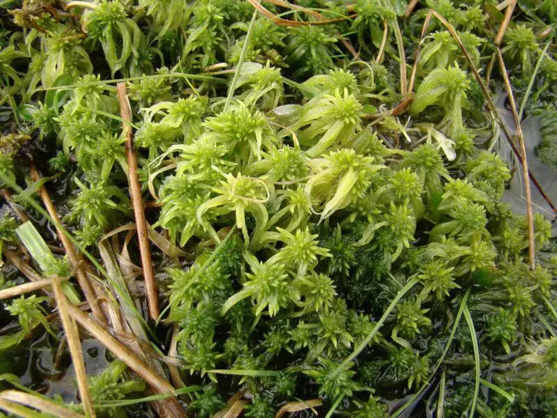 Sphagnum-flexuosum-408-800x600.jpg