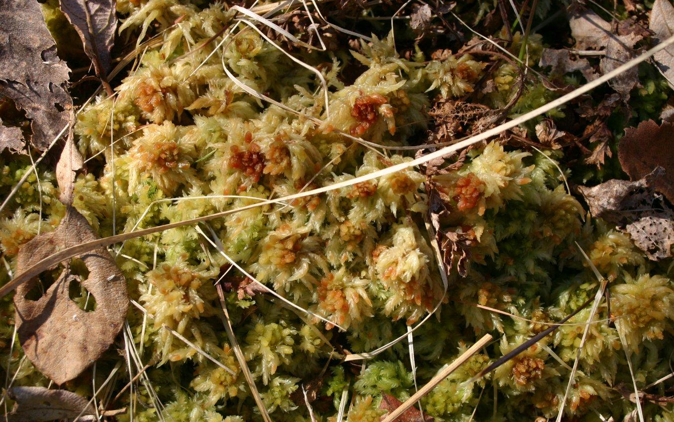 Sphagnum-fuscum.JPG