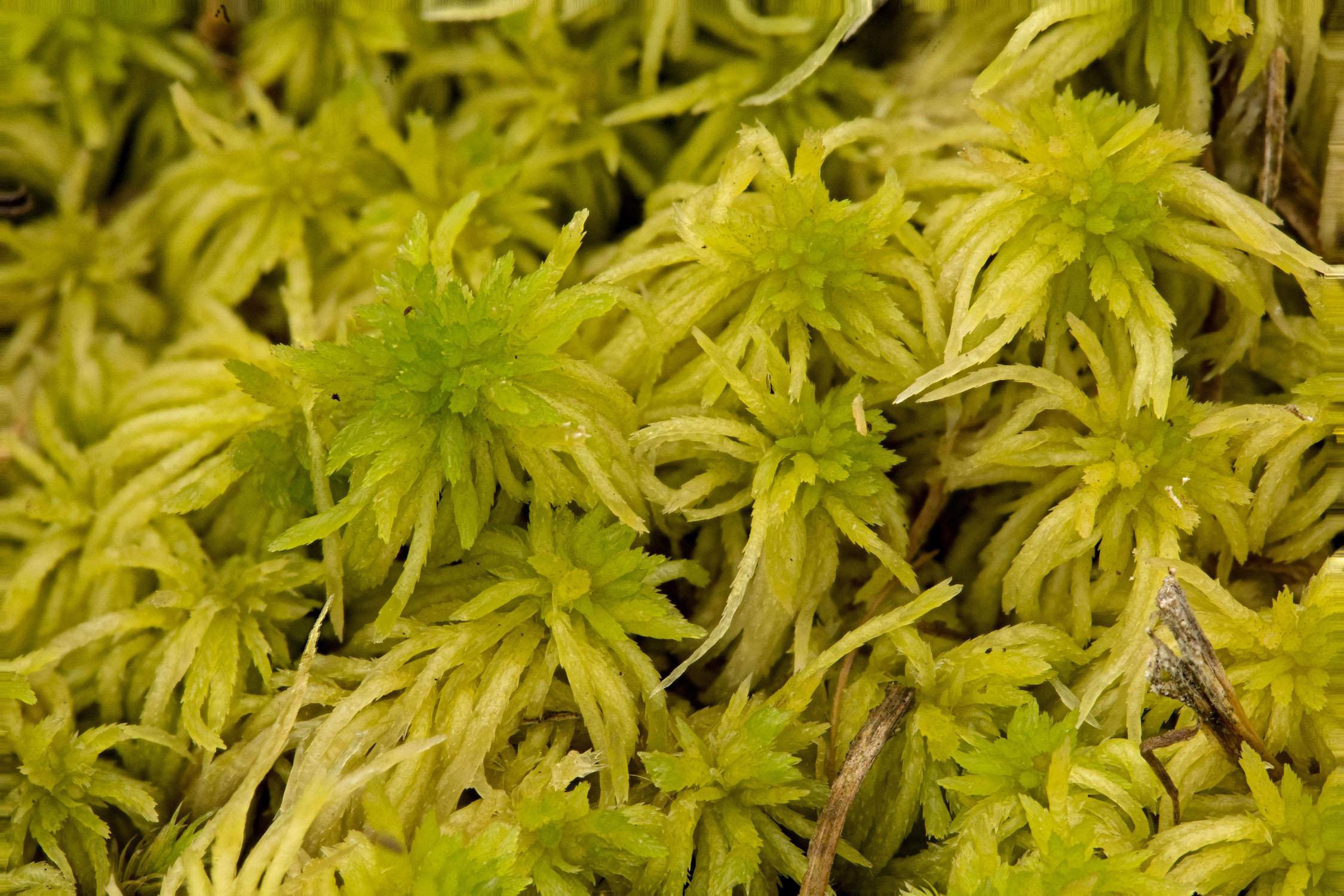 Sphagnum-girgensohnii.jpg