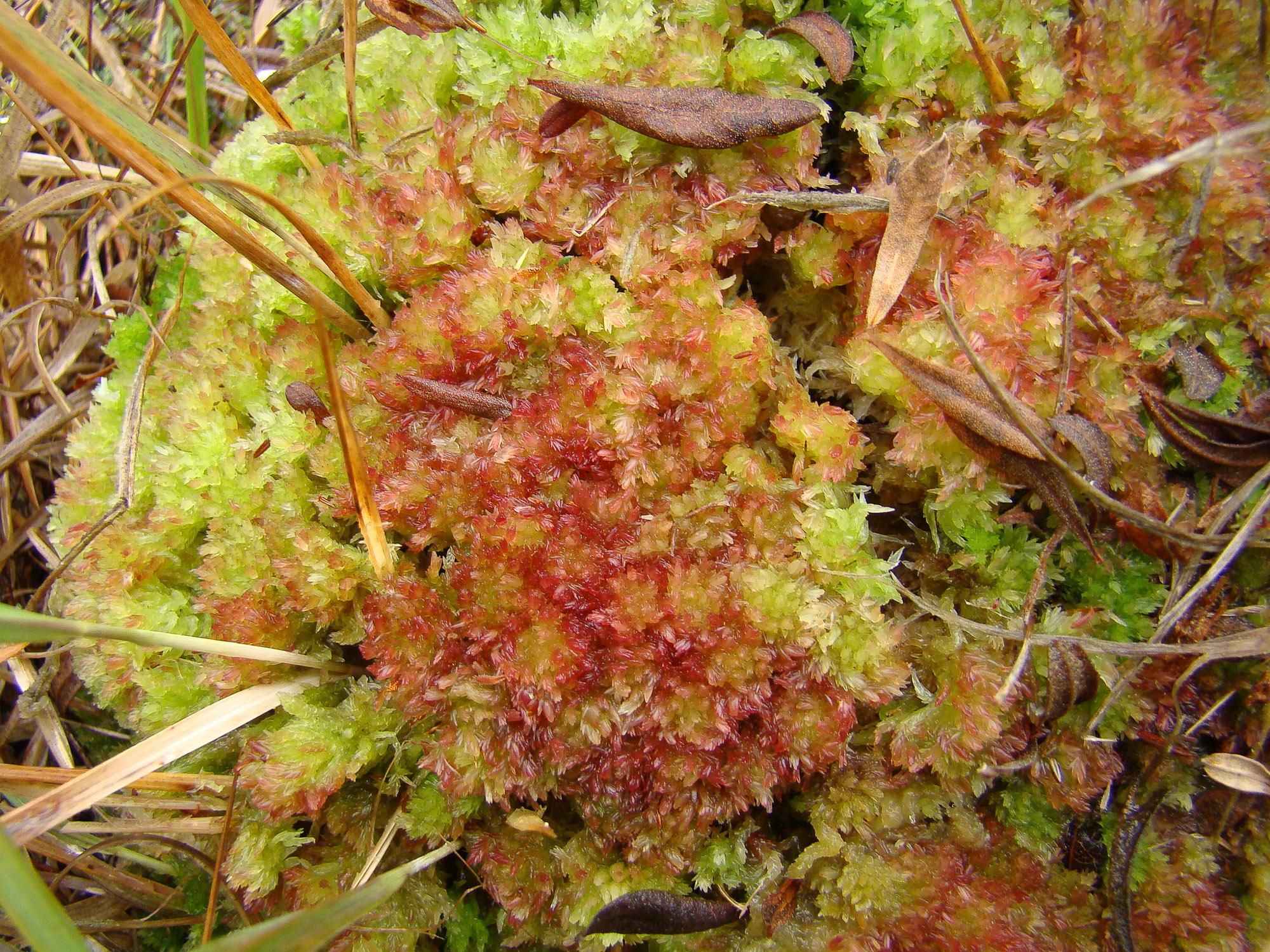 Sphagnum-molle-1-1008.jpg