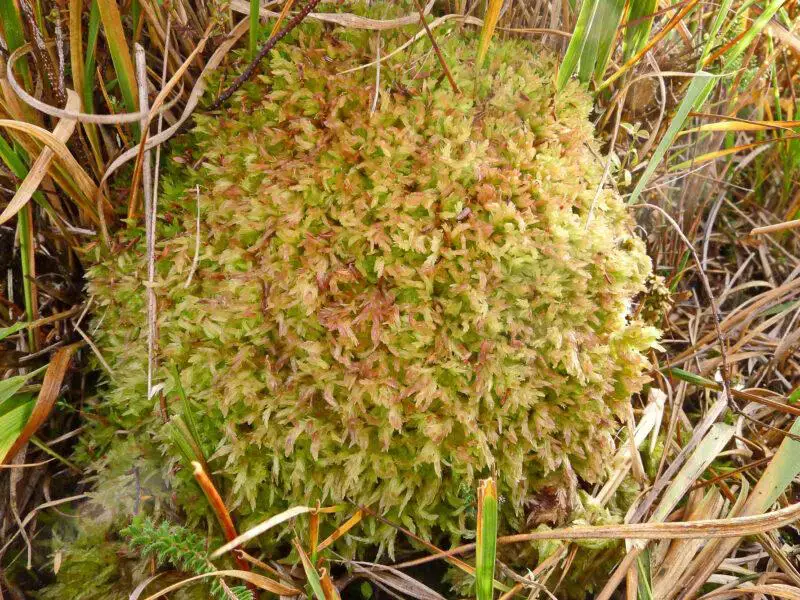 Sphagnum-molle-1016-800x600.jpg