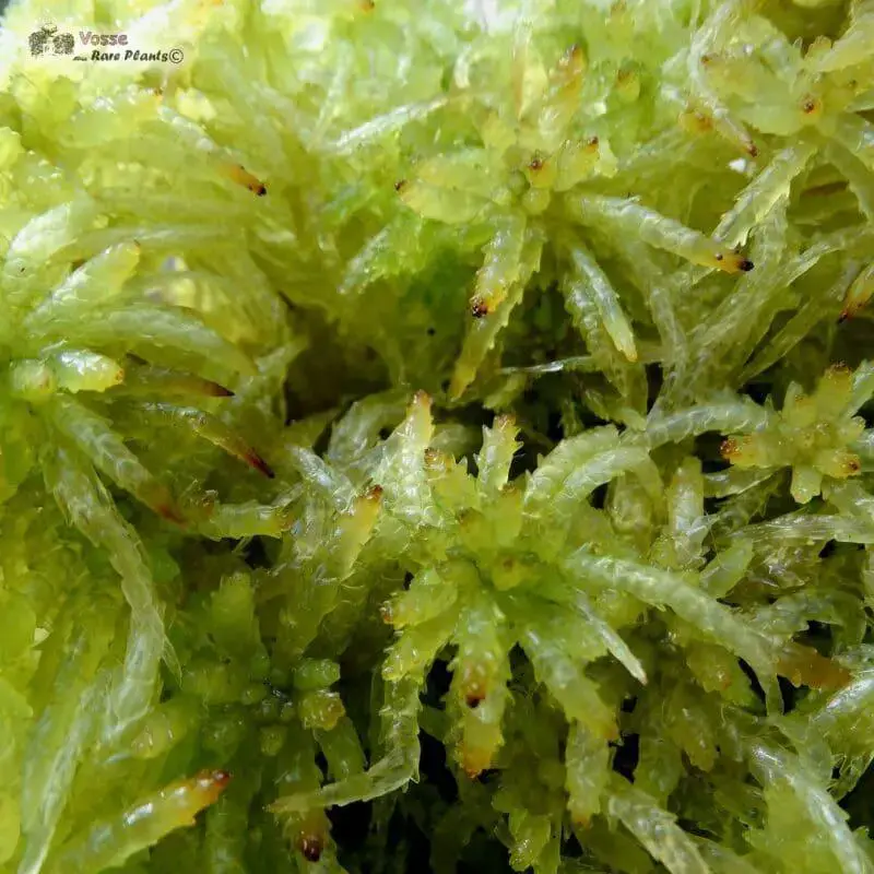 Sphagnum-perichaetiale-peri-001-800x800.jpeg