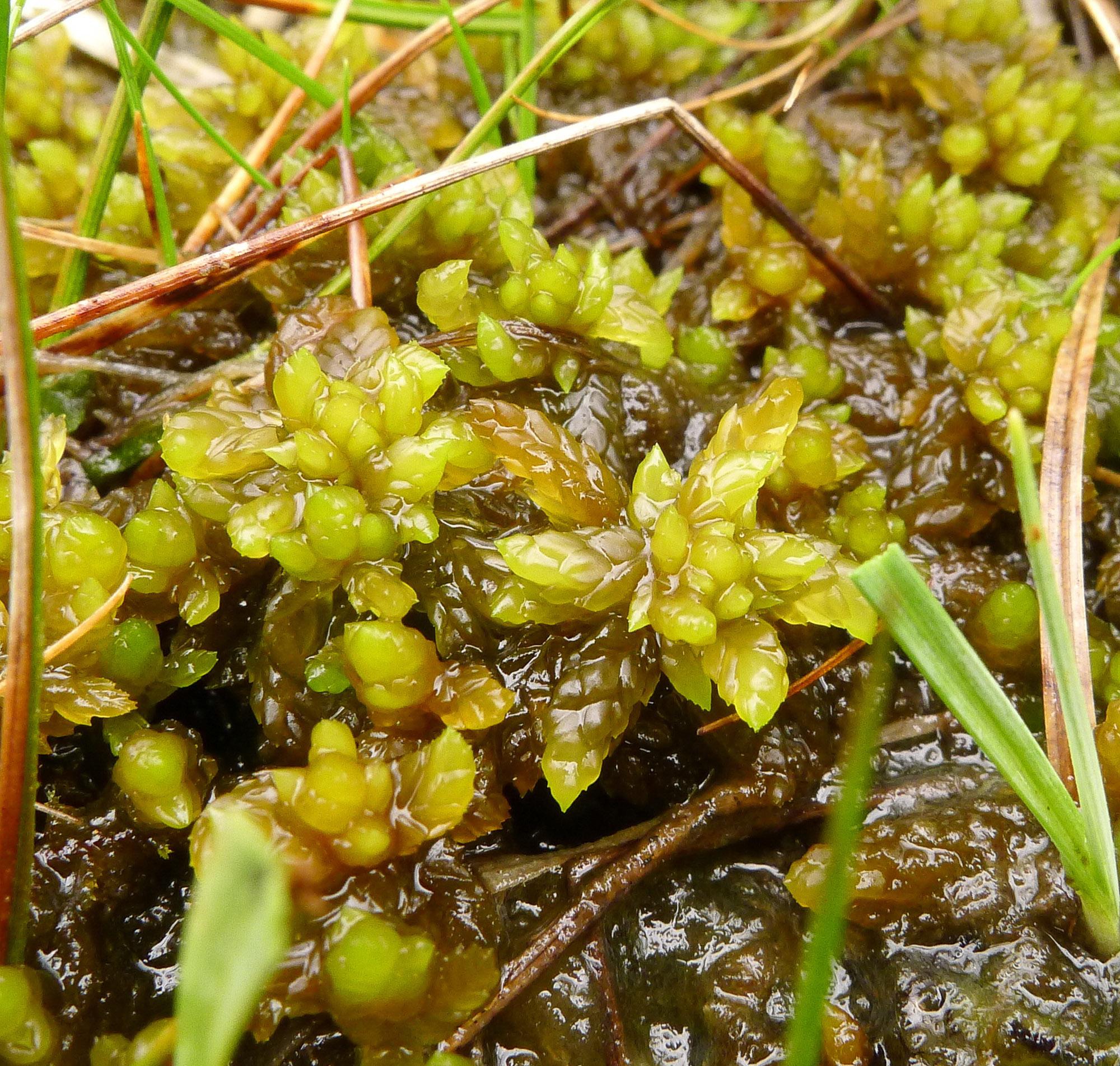 Sphagnum-platyphyllum-0916.jpg