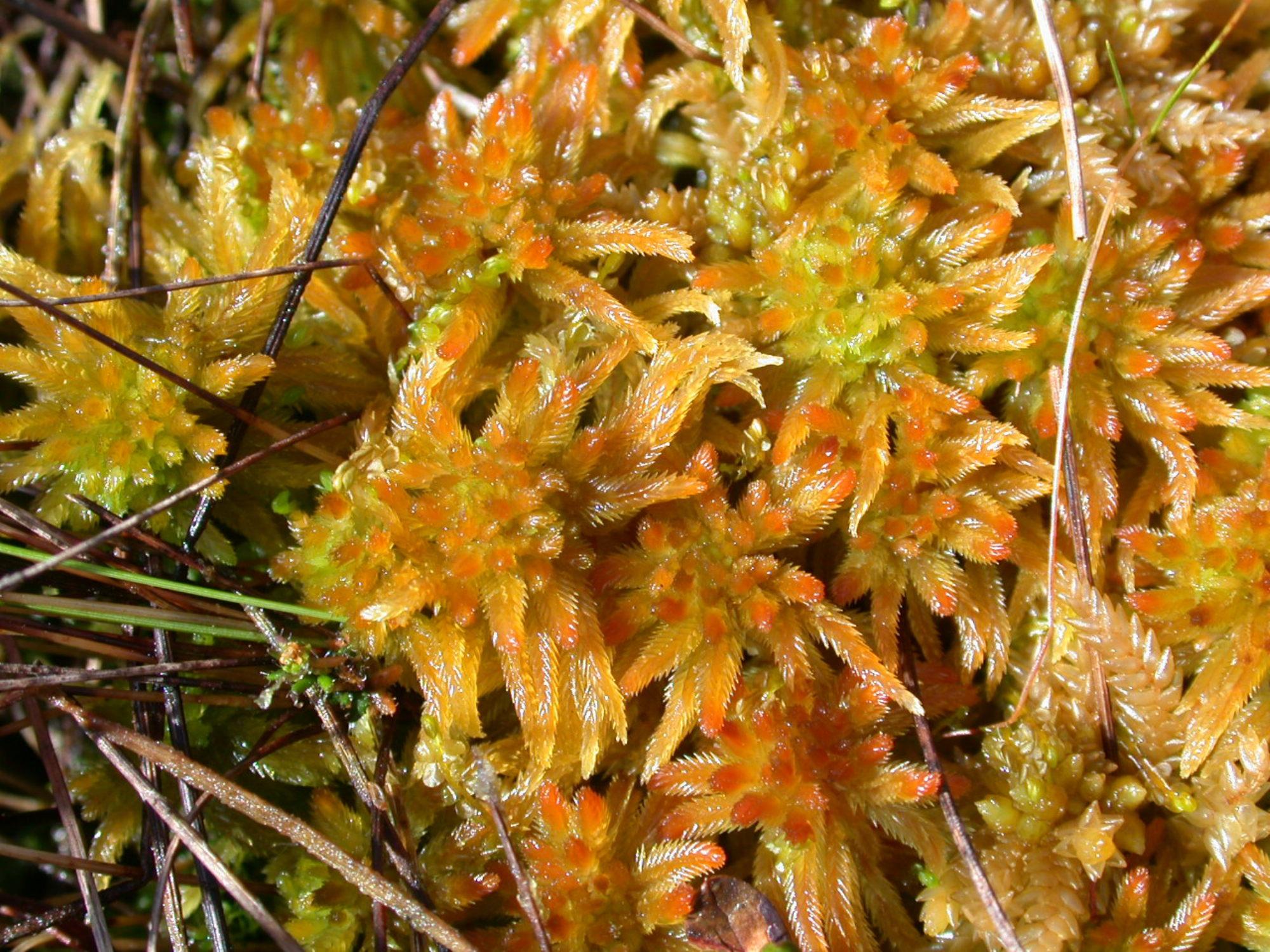 Sphagnum-pulchrum-2-Longbridge-15.4.02_v1.4.02.jpg