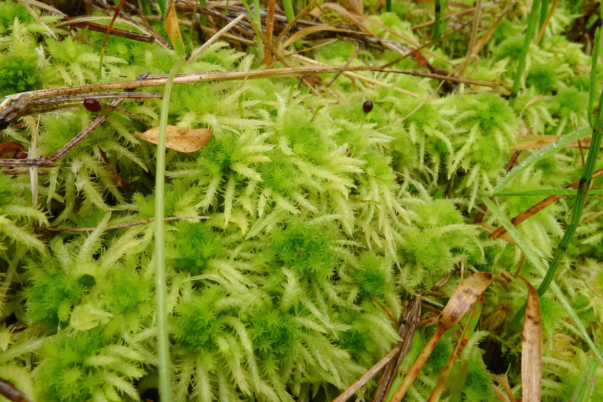 Sphagnum-squarrosum-0716.jpg