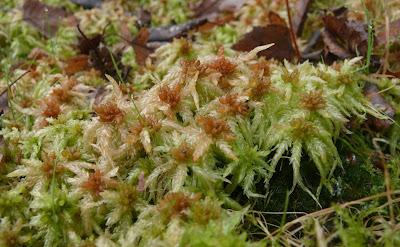 Sphagnum%2Bpalustre.jpg