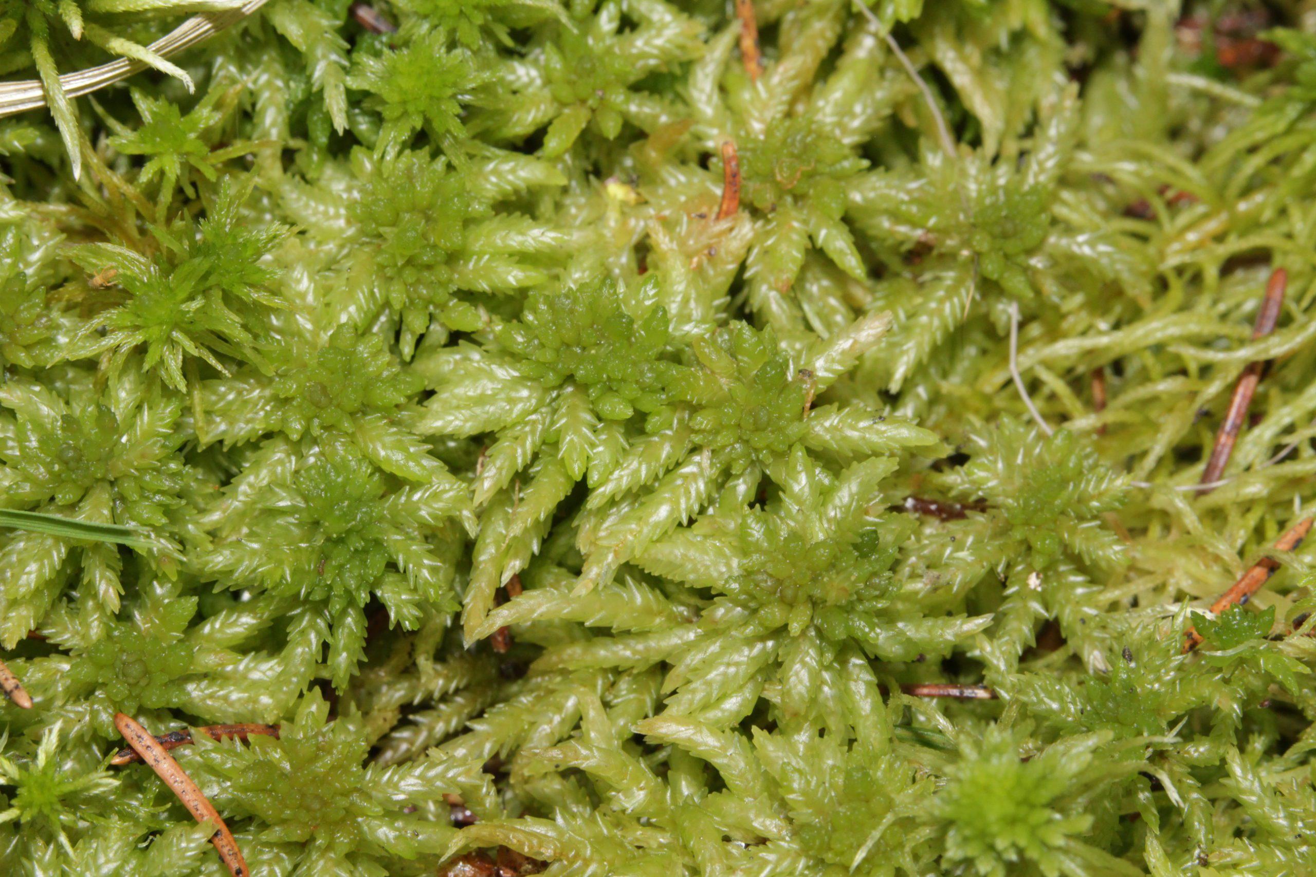 Sphagnum_centrale_b_145655-482731_0120.jpg