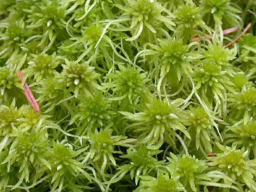 Sphagnum_fimbriatum_026.JPG