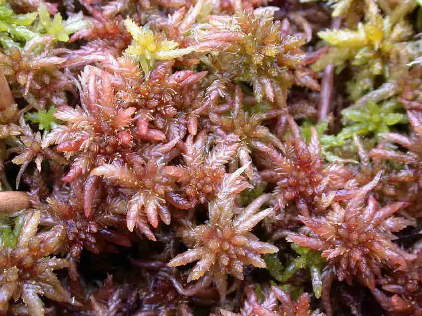 Sphagnum_magellanicum_011.JPG