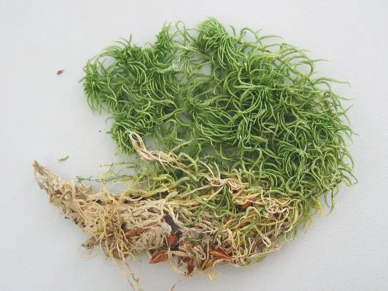 Sphagnum_riparium.jpeg