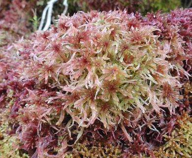 Sphagnum_russowii.jpg