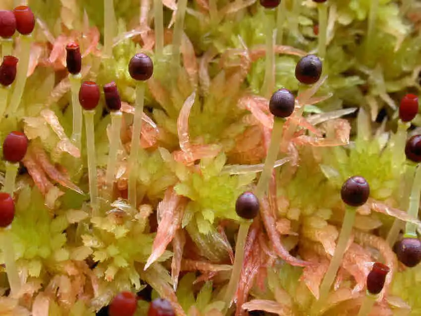 Sphagnum_subnitens_003.JPG