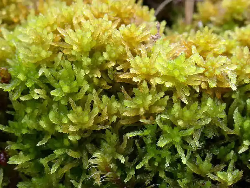 Sphagnum_tenellum_001.JPG