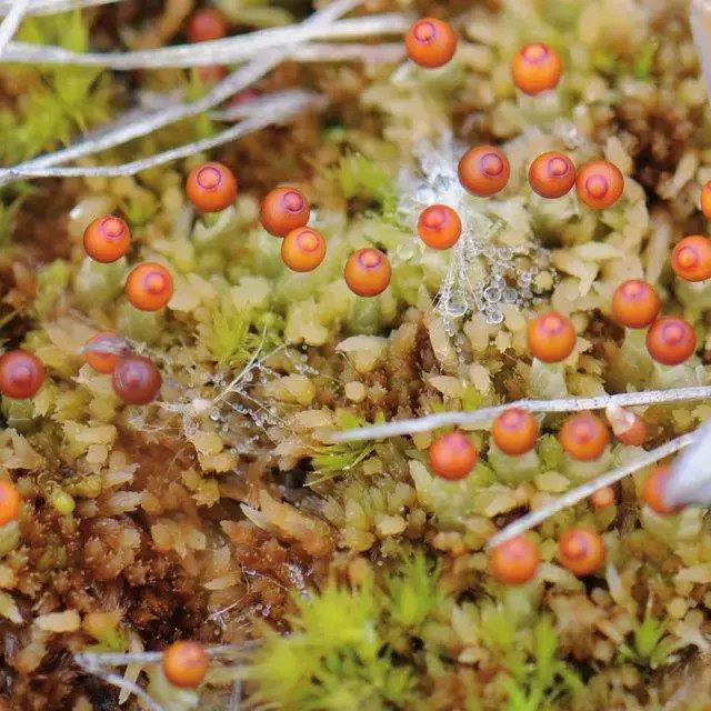 Sphangnum-olafii-for-the-first-time-recorded-with-sporophytes-in-Zackenberg-valley_Q640.jpg