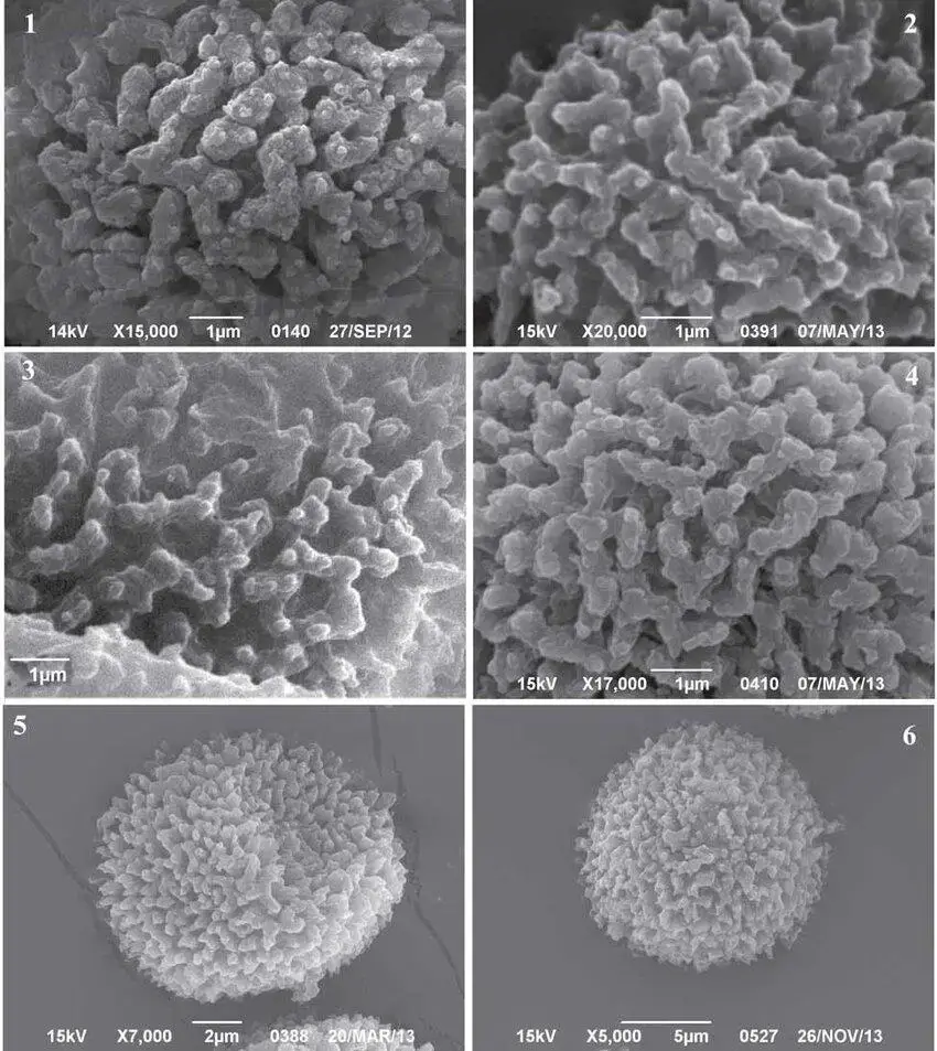 Spore-surface-of-Cephalozia-bicuspidata-1-C-macounii-2-C-loitlesbergeri-3-and.png