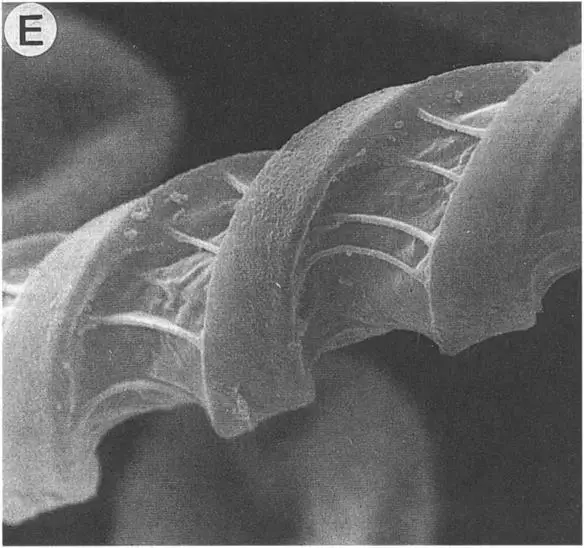 Spores-and-elaters-of-Plagiochila-alternans-P-asplenioides-and-P-ovata-A-C.png