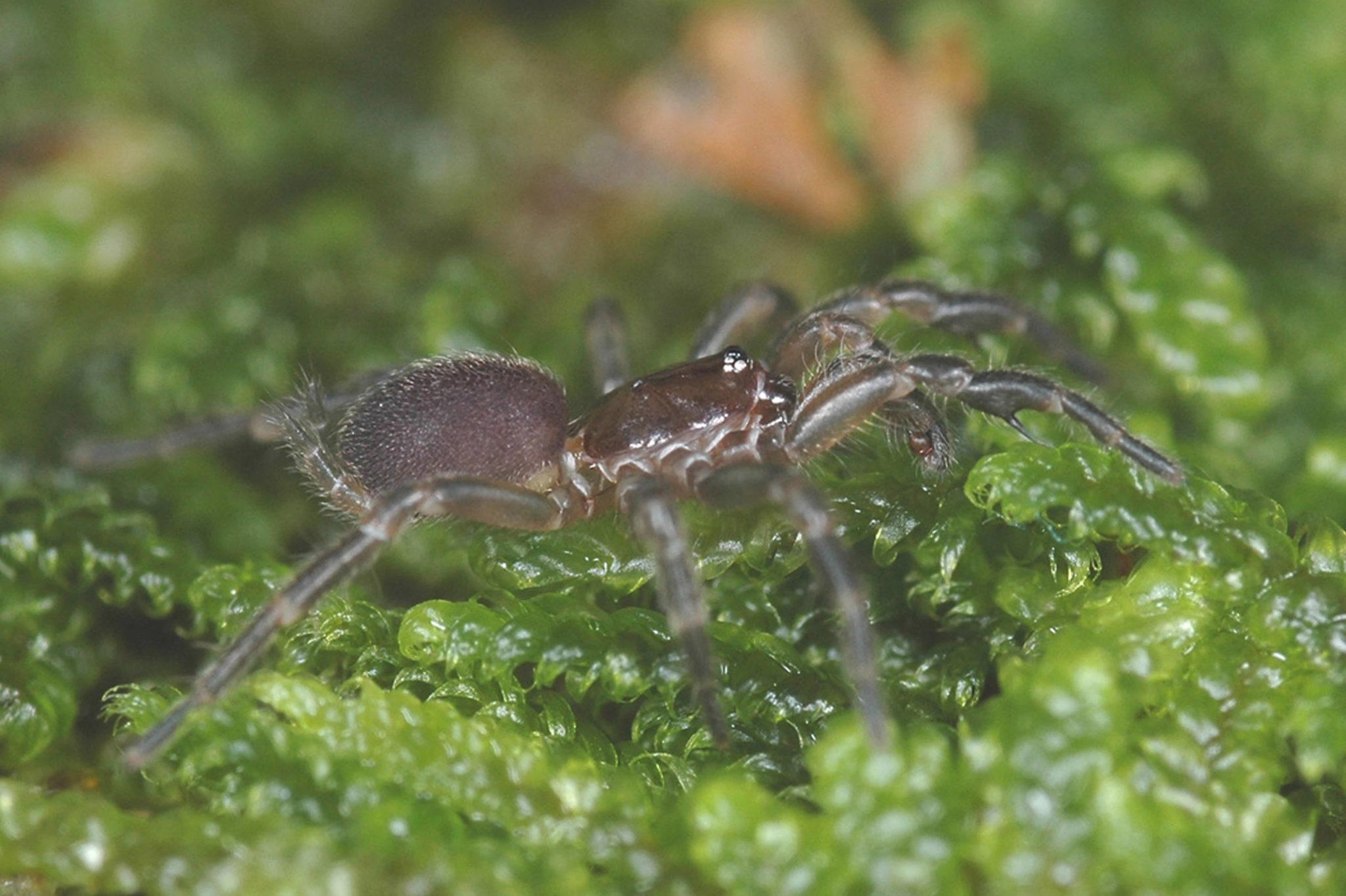 Spruce-fir-moss-spider-1-credit-Fred-Coyle-2048x1364.jpg