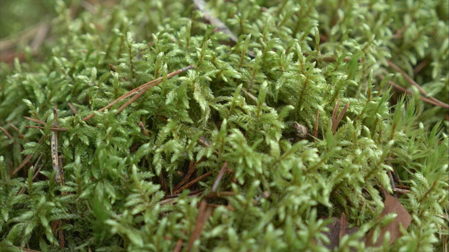 Stair-step-Moss-Hylocomium-Splendens-1536x864.jpg