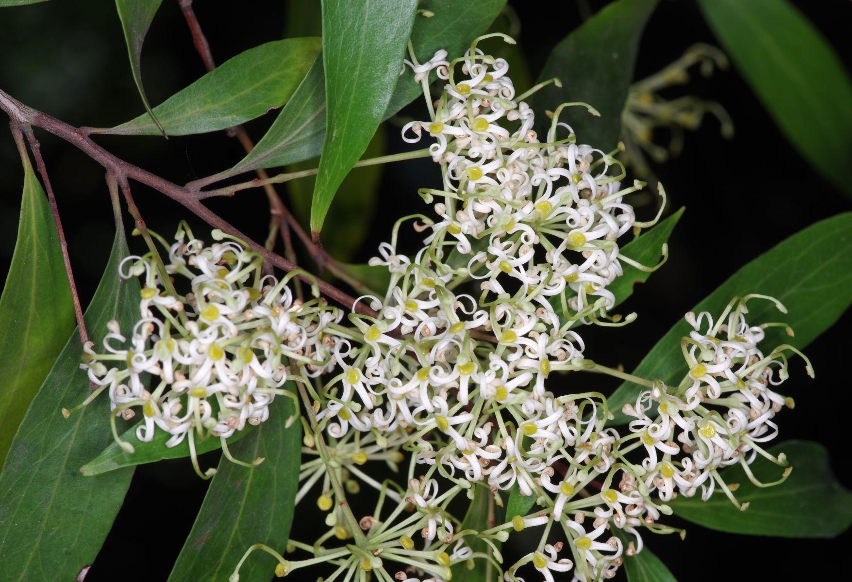 Stenocarpus-salignus-.jpg