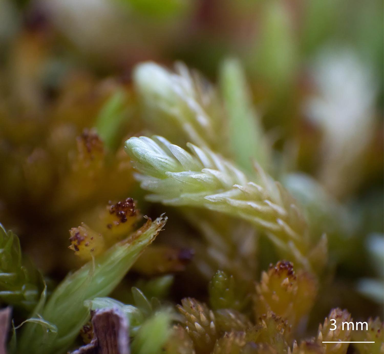 Straminergon-stramineum-moss.jpg