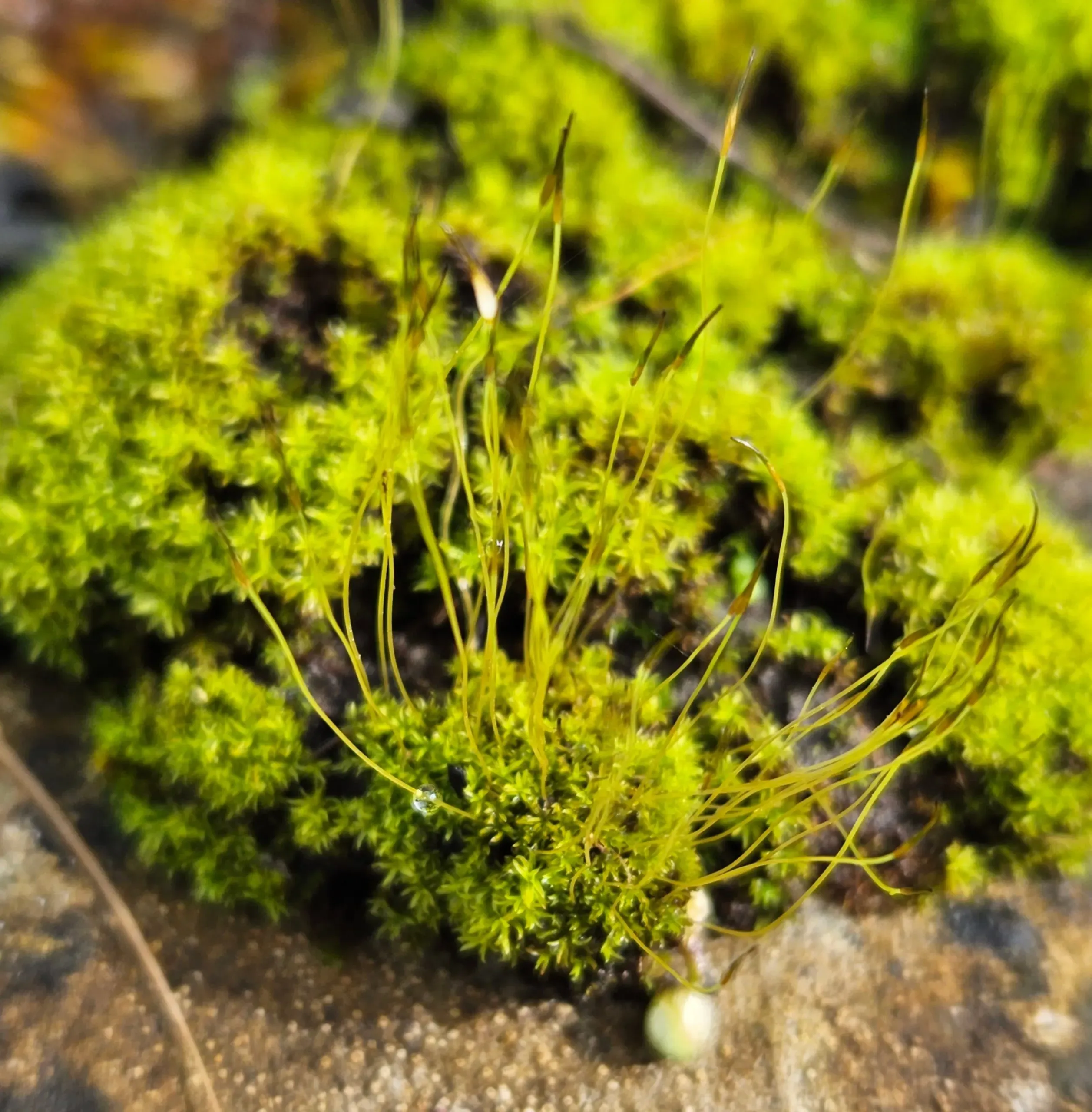 Streblotrichum-convolutum-Lesser-Birds-claw-Beard-moss-1-scaled.jpg