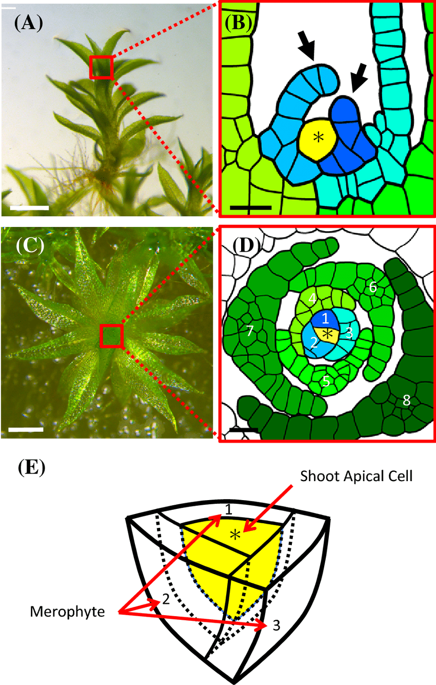 Structure-of-Physcomitrium-Physcomitrella-patens-P-patens-shoot-apical-meristem.png